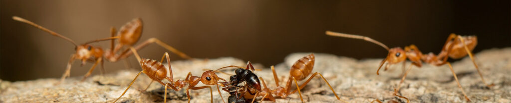 granburypest